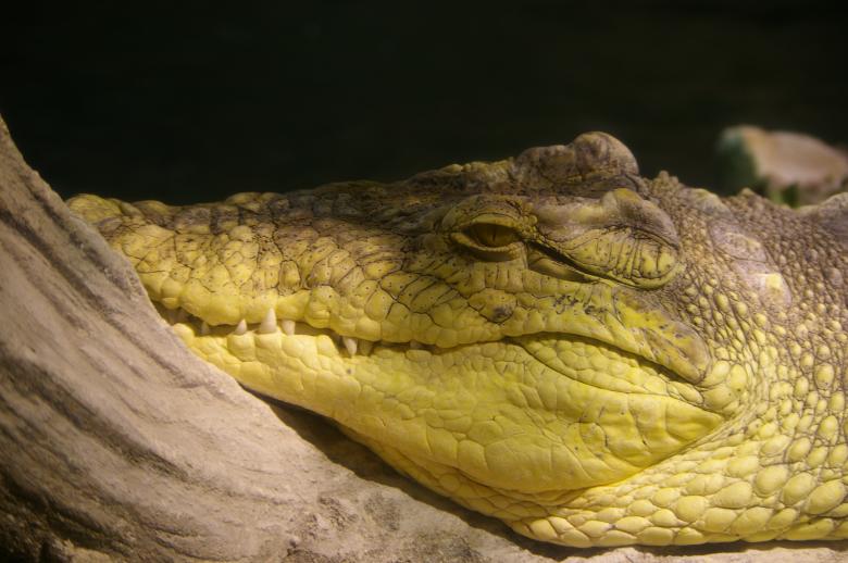 Free stock image of Crocodile created by frhuynh