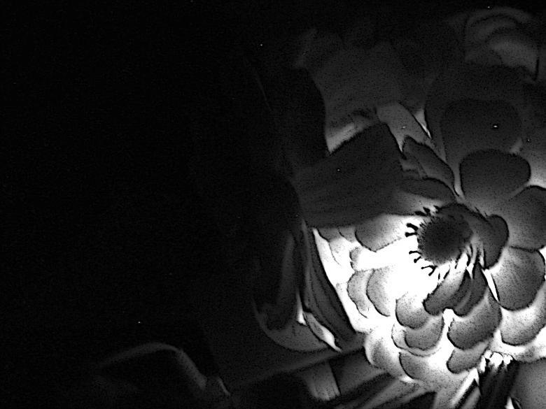 Free stock image of Flower in the dark created by THAWK