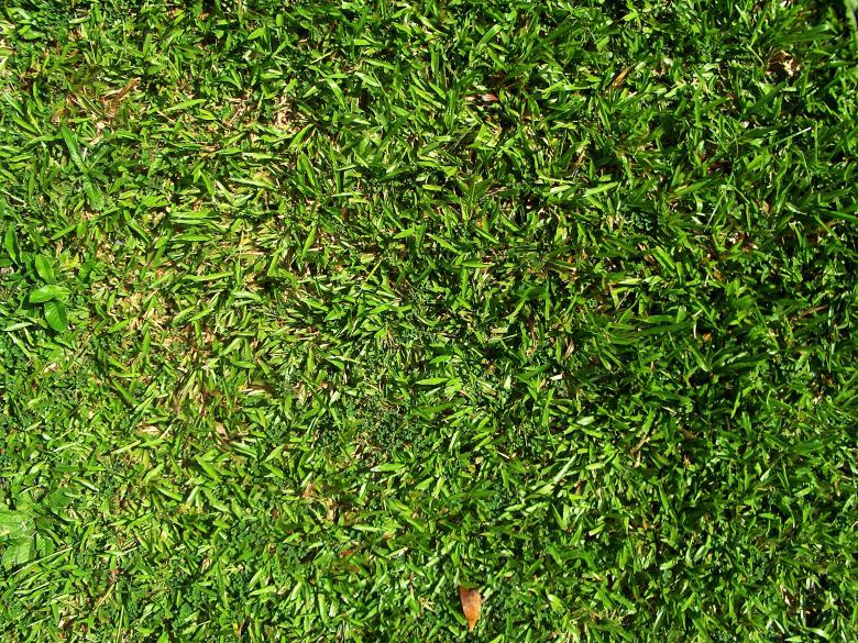 Free stock image of Plain Grass Area created by jagarts