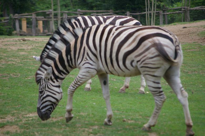 Free stock image of Zebra created by frhuynh