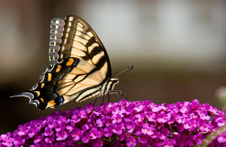 Free stock image of Feeding Butterfly created by Anthony Marquette