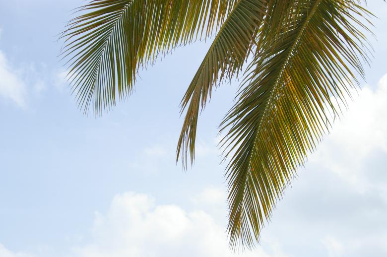 Free stock image of Palm tree and the sky created by frhuynh
