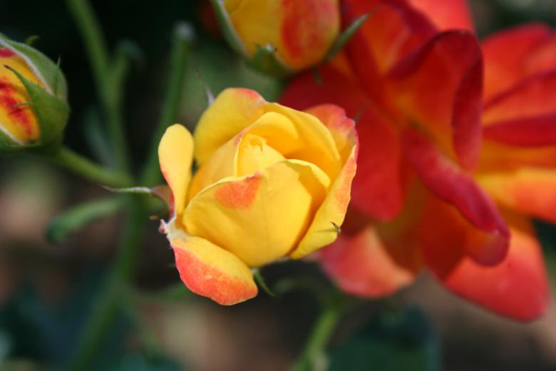 Free stock image of Firey roses created by thejazzcat
