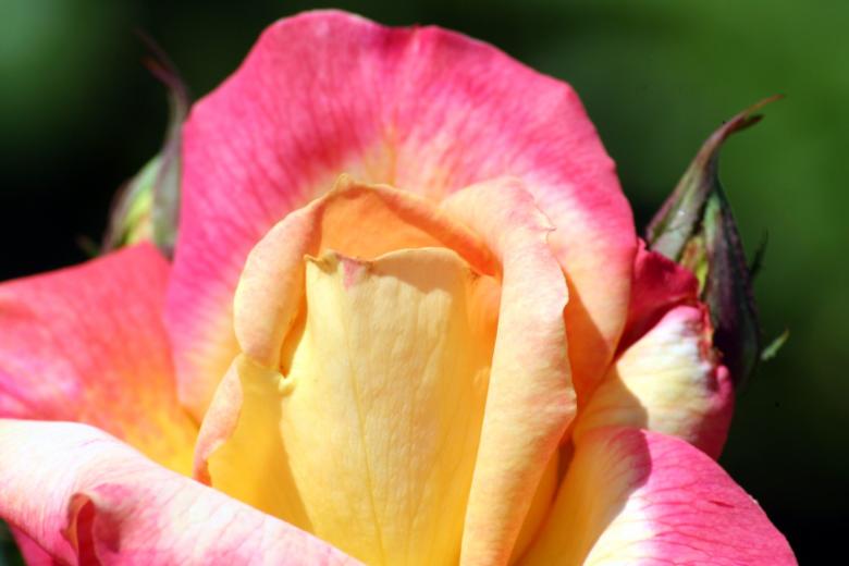 Free stock image of Beautiful rose created by thejazzcat