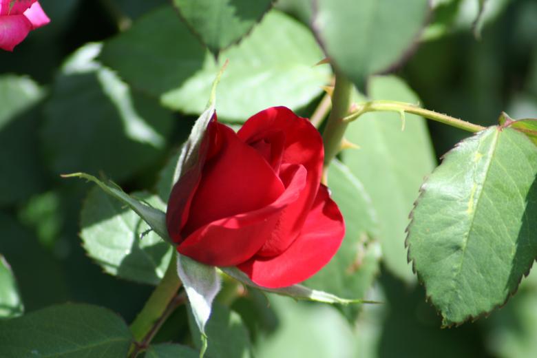 Free stock image of Beautiful red rose created by thejazzcat