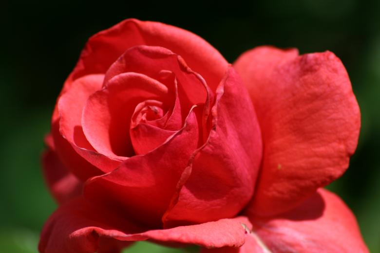 Free stock image of Beautiful red rose created by thejazzcat