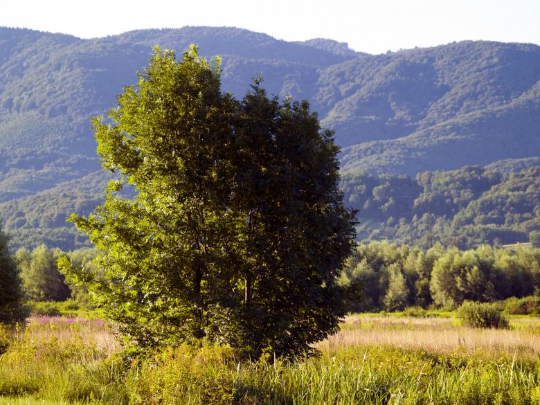 Free stock image of Tree created by Alen