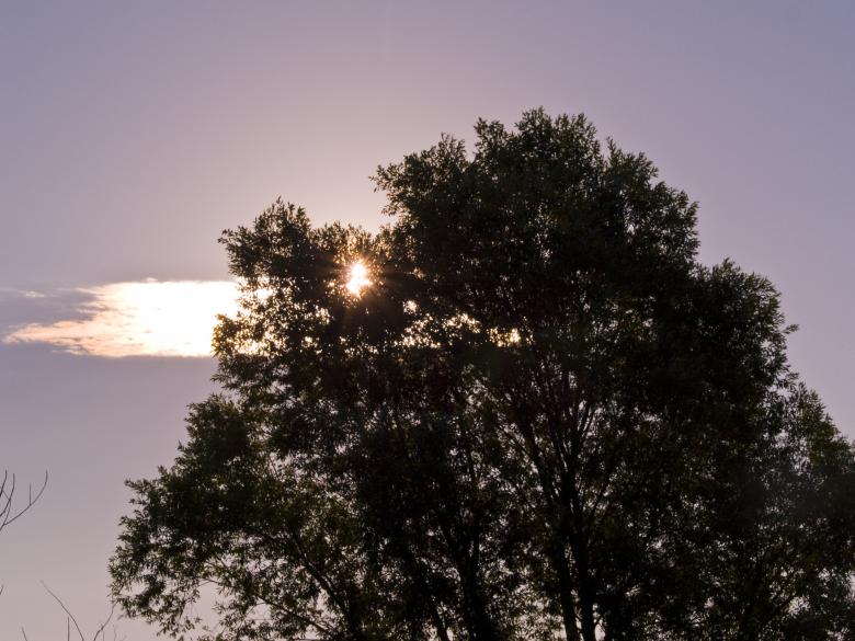 Free stock image of Tree created by Alen