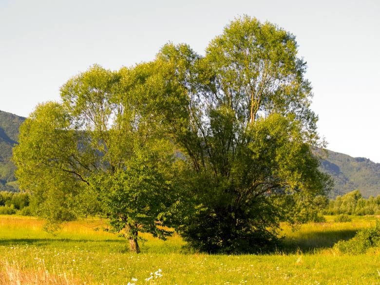 Free stock image of Tree created by Alen