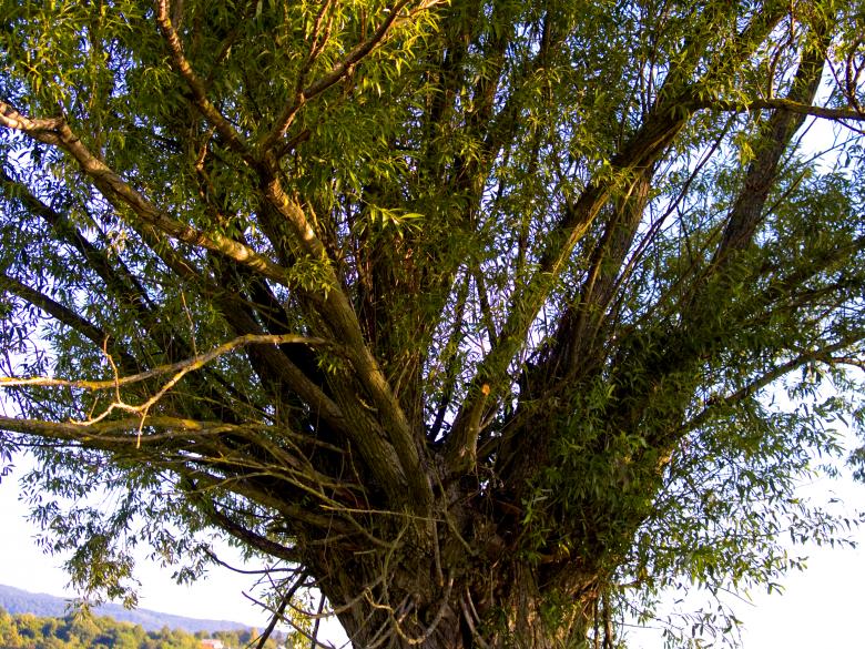Free stock image of Tree created by Alen
