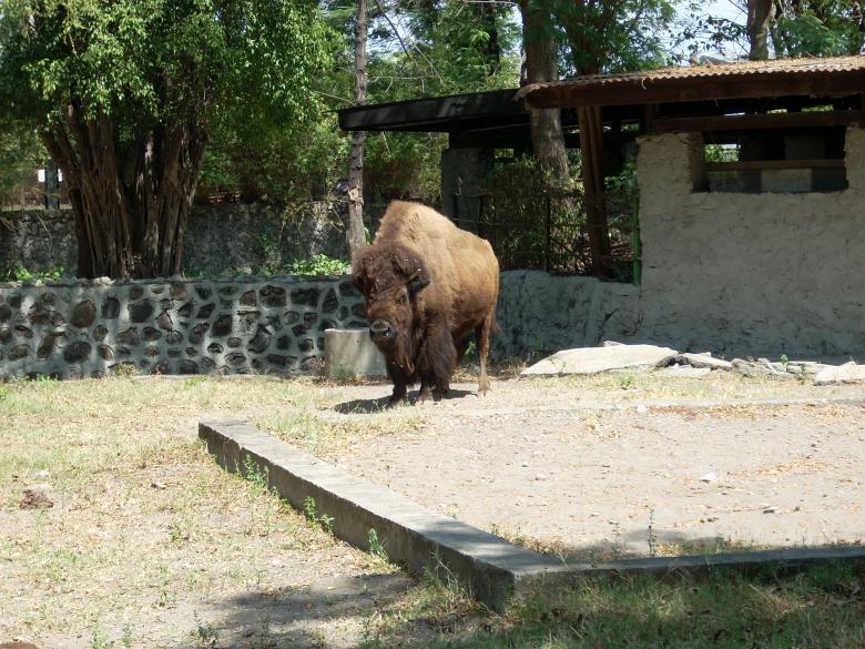 Free stock image of Buffalo at Surabaya Zoo created by Rhema Prabhata