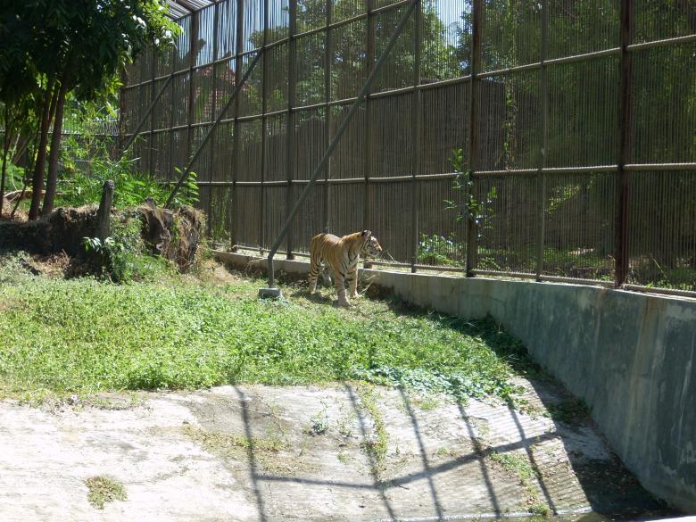 Free stock image of Tiger at Surabaya Zoo created by Rhema Prabhata