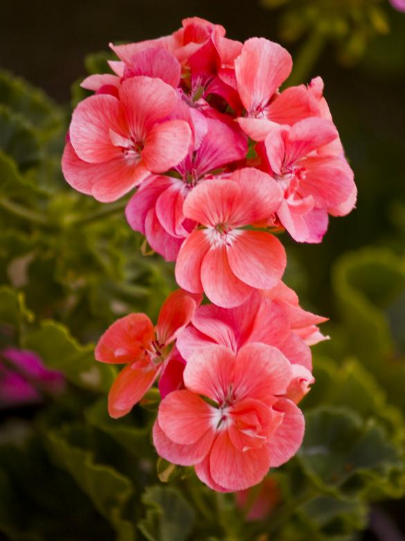 Free stock image of Red Flower created by Alen