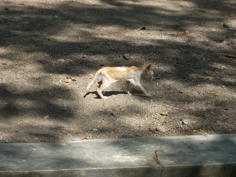 Free stock image of Kitten at Surabaya Zoo created by Rhema Prabhata