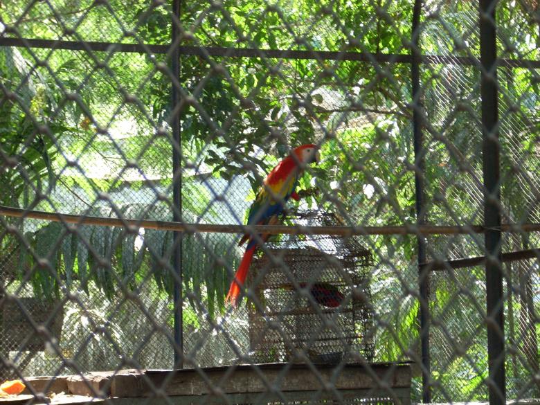 Free stock image of Parakeet at Surabaya Zoo created by Rhema Prabhata