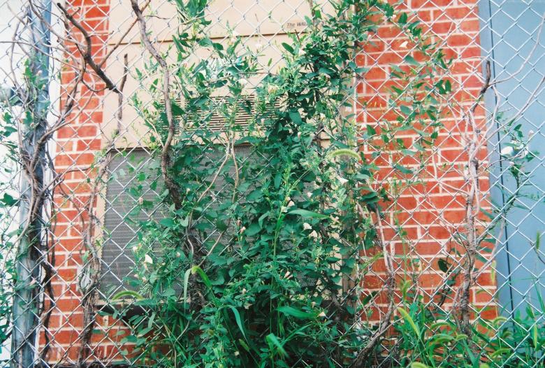 Free stock image of Wild Tangle created by Lokigrl616