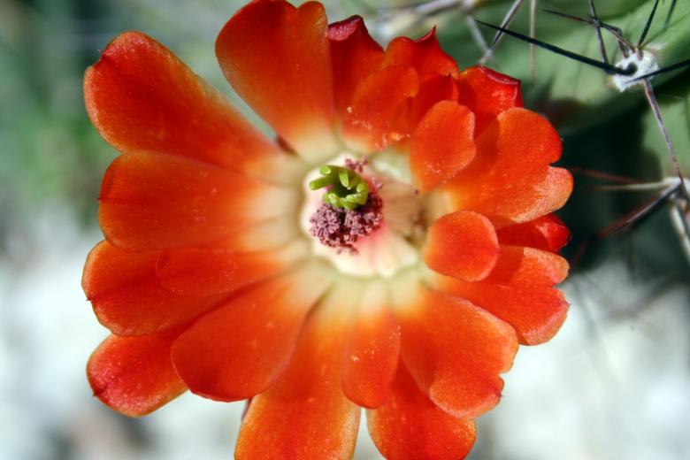 Free stock image of Catus flowers created by thejazzcat