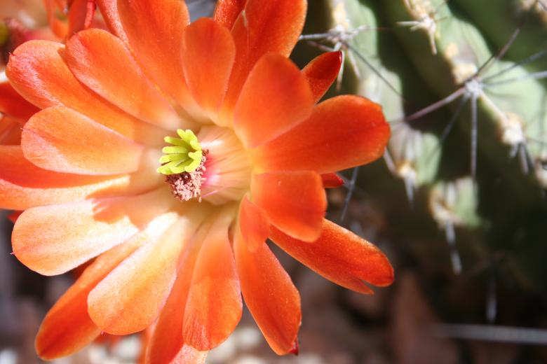 Free stock image of Cactus flowers created by thejazzcat