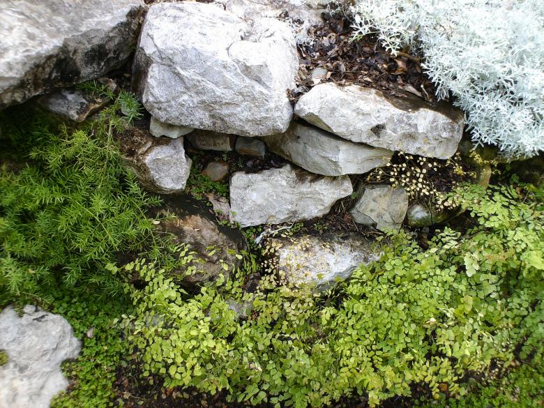 Free stock image of Plants on rocks created by Scorch