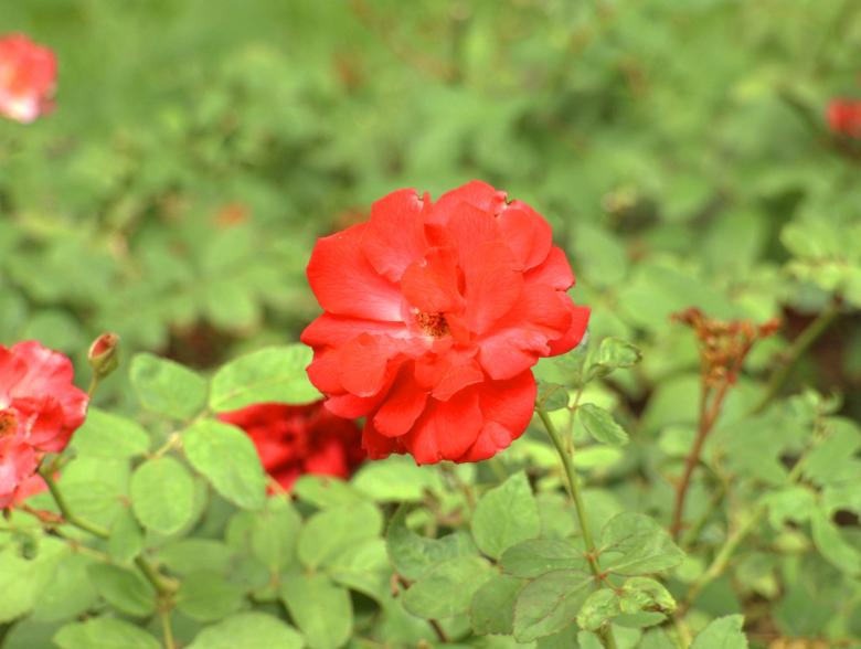 Free stock image of Colorful Flower created by Tossaporn Santad