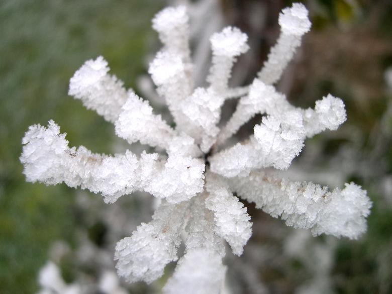 Free stock image of Icy plant created by Jackie Skeate