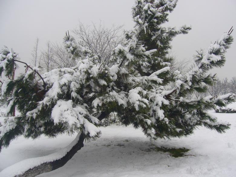 Free stock image of Heavy snow in the pines created by chaofenping