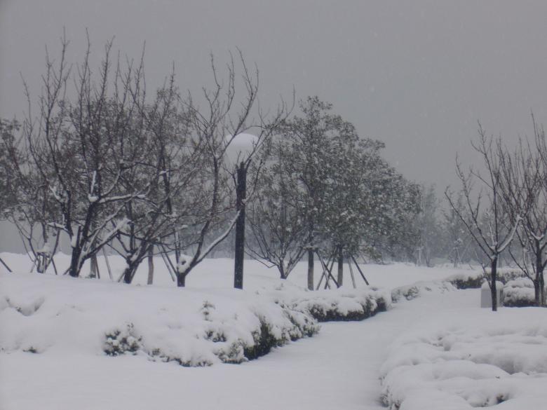 Free stock image of Heavy snow in the pines created by chaofenping