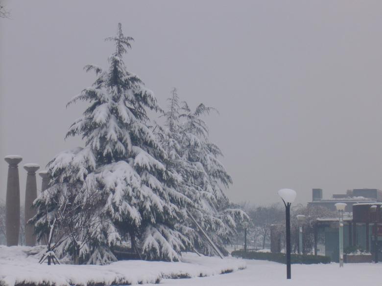 Free stock image of Heavy snow in the pines created by chaofenping