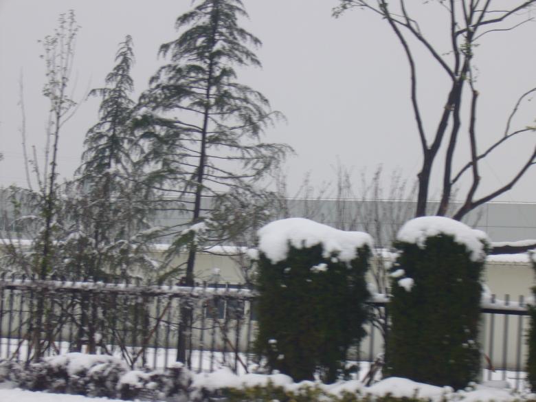 Free stock image of Heavy snow in the pines created by chaofenping