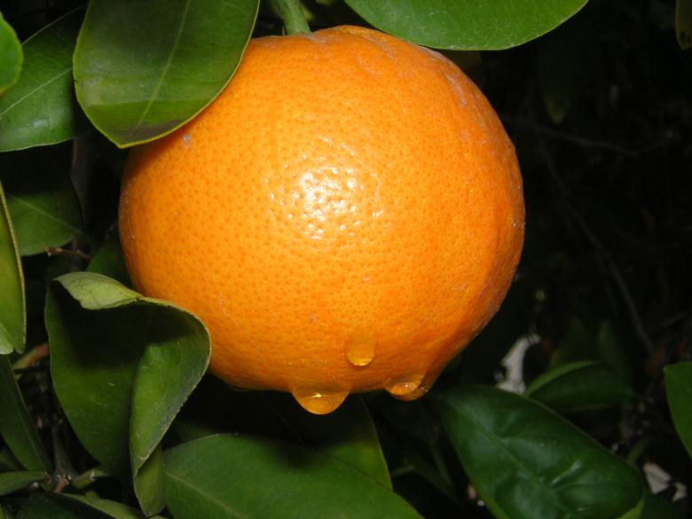 Free stock image of Raindrops on orange created by thejazzcat