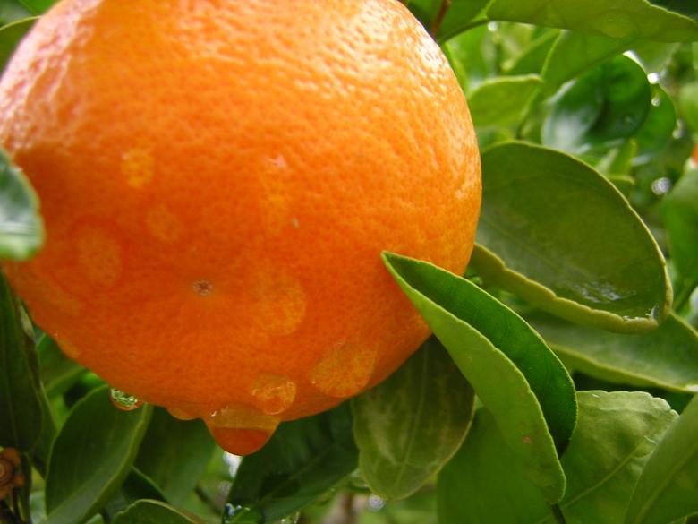 Free stock image of Rain drops on fresh orange created by thejazzcat