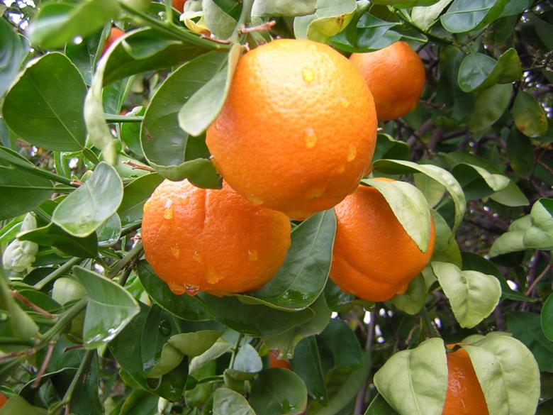 Free stock image of Rain drops on fresh oranges created by thejazzcat