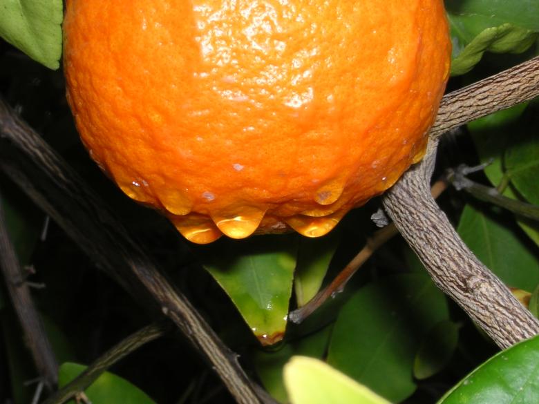 Free stock image of Raindrops on orange tree created by thejazzcat
