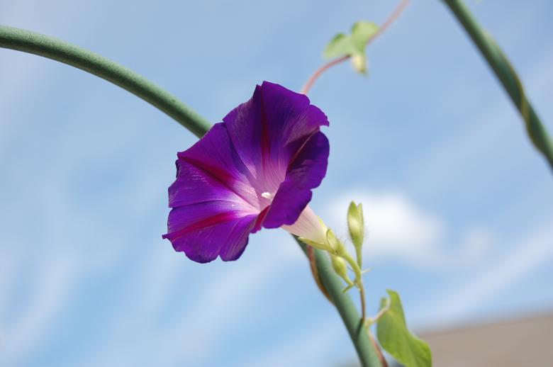 Free stock image of Colorful Flower created by Hannah