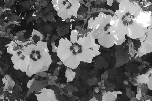 Black & White Flowers - Free Stock Photo