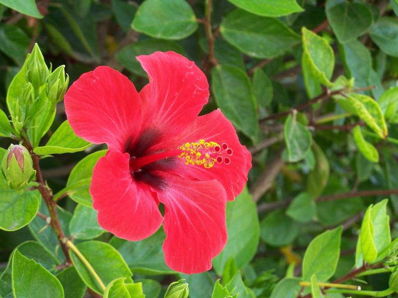 Free stock image of Hibiscus created by Marc