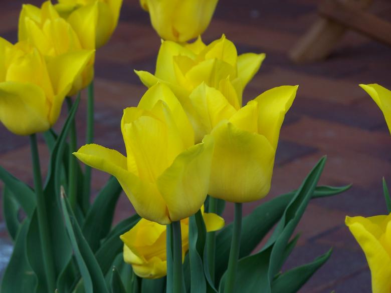 Free stock image of Special dutch tulips in spring created by Marc