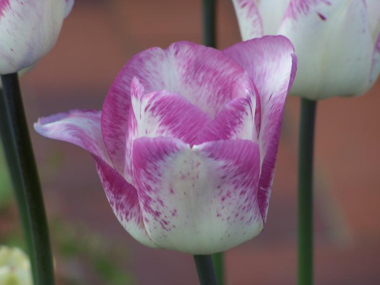 Free stock image of Special dutch tulips in spring created by Marc