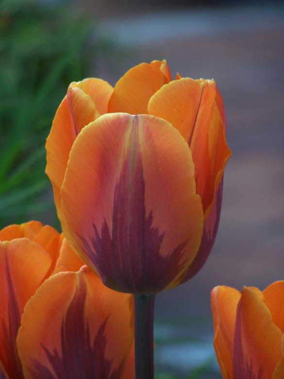 Free stock image of Special dutch tulips in spring created by Marc