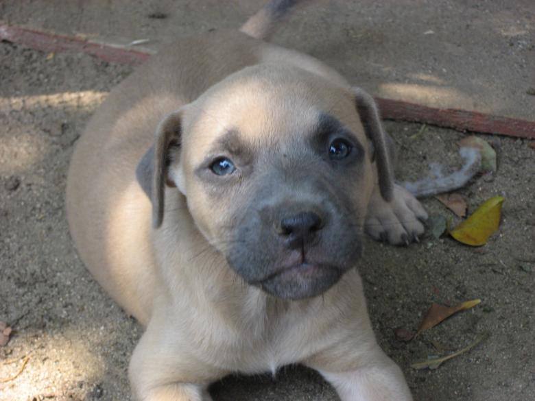 Free stock image of Puppy in the dirt! created by Cameo Carroll