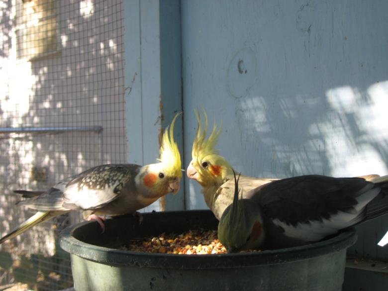 Free stock image of Cockatiels at lunch created by Cameo Carroll