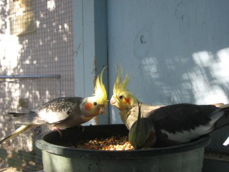Cockatiels at lunch - Free Stock Photo