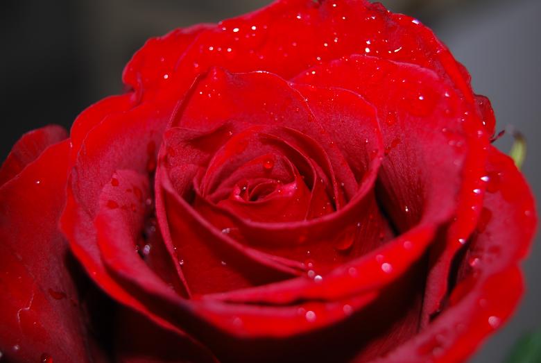Free stock image of Rose tears created by Nevzat
