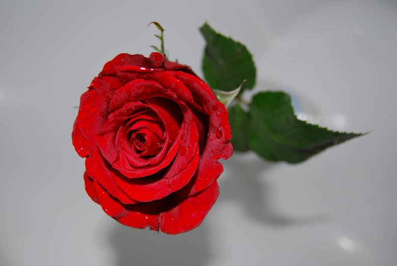 Free stock image of Rose tears created by Nevzat