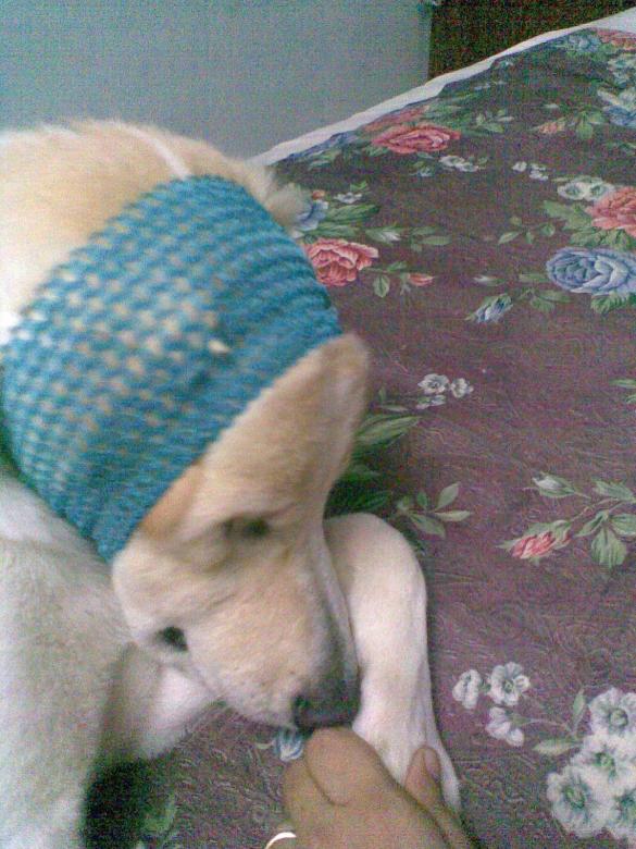 Free stock image of My pet DAYU in various poses! created by Virashri Rivonkar