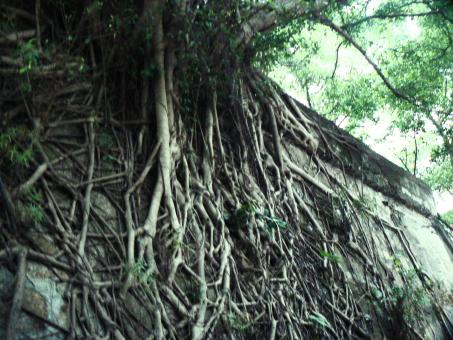 Roots - Free Stock Photo