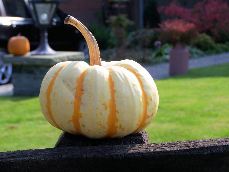 Free stock image of Colorful pumpkins in fall created by Marc