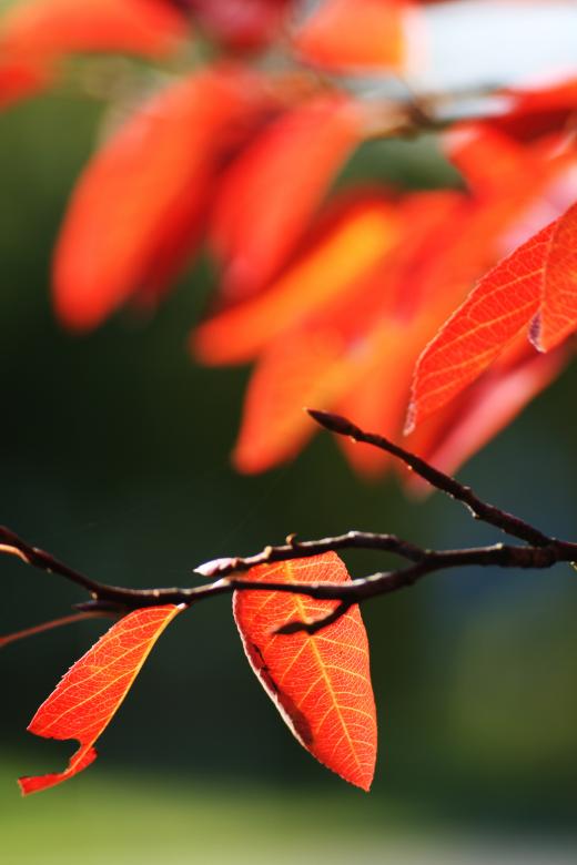 Free stock image of Fall Leafs created by AD