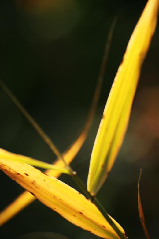 Free stock image of Fall Leafs created by AD