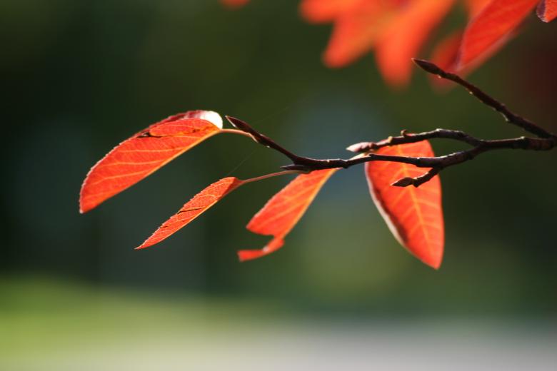 Free stock image of Fall Leaf created by AD